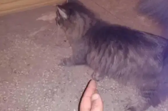Найдена кошка на ул. Романа Брянского