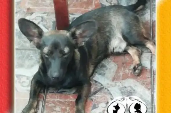 Найдена собака в Александровке, Одесская обл. - разыскиваются хозяева