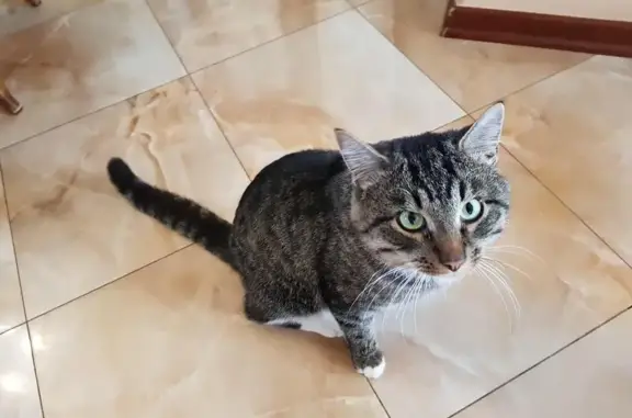 Найден голодный кот в Подмосковных Просторах