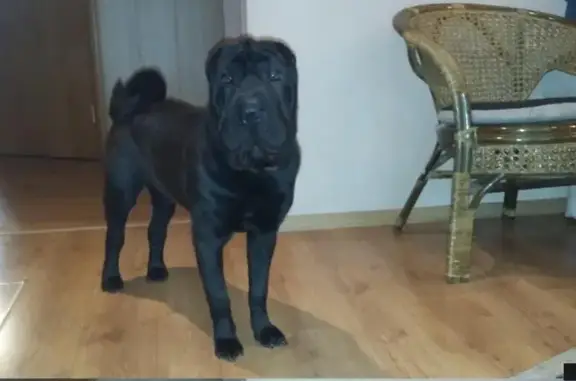 Пропала собака Джекки, черный шарпей, ул. Российская 61А, Челябинск.