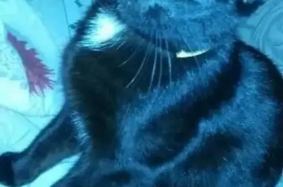 Пропала черная кошка с адресом в Гоголя 143б, Стерлитамак.