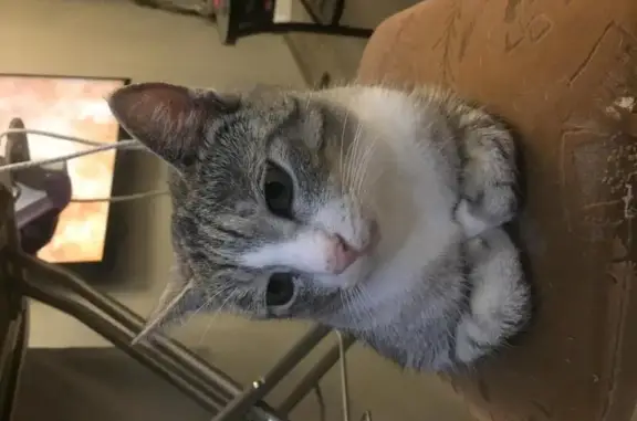 Объявления о пропавших и найденных животных, СНТ Весна, фото: Найдена кошка с розовым ошейником в Тверской области