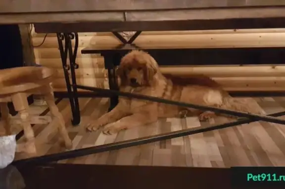 Собаки потеряшки, Большое Алексеевское, фото: Потеряшка собака в Большом Алексеевском, помогите!