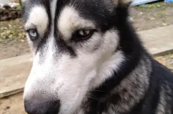 Найдена собака, Сохино, фото: Собака с подпалом на хвосте найдена в деревне Сохино, Московская область.