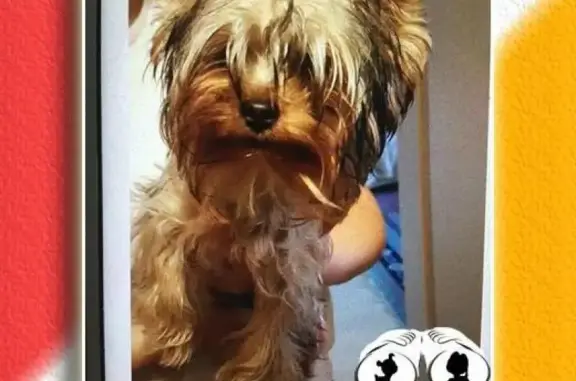 Собаки потеряшки, Преображенская, фото: Потеряшка собака в Одессе, Центр, ул. Преображенская/Пантелеймоновская, возраст 5 мес.