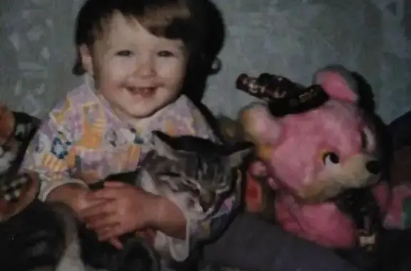 Кошки потеряшки, Новосибирск, фото: Потеряшка кошка в районе МЖК, ищем домашнюю полосатую красавицу