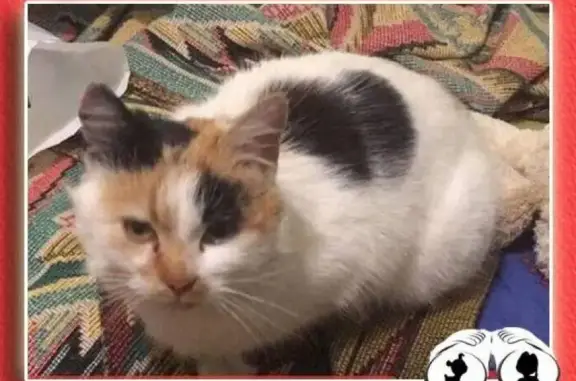 Кошки потеряшки, Кошки, фото: Потеряшка трехцветная кошка в Черноморске, Одесская обл. 08.10.18.