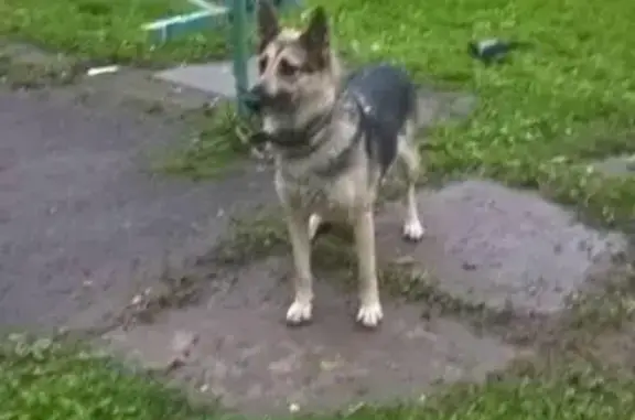 Найдена собака в Череповце, ищем новый дом