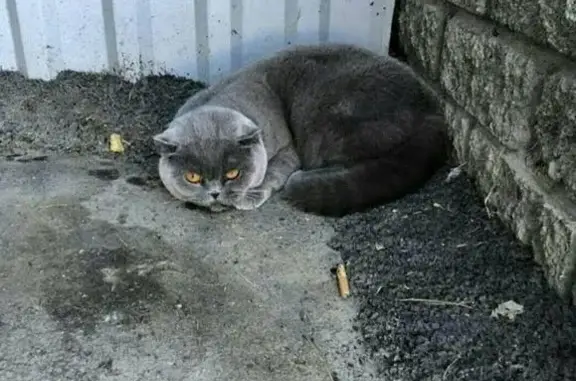 Найдена кошка на Лазурной, 41