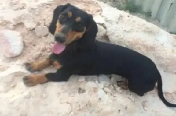 Собаки потеряшки, Сніжне, фото: Потеряшка собака в Снежном, Комсомольский парк