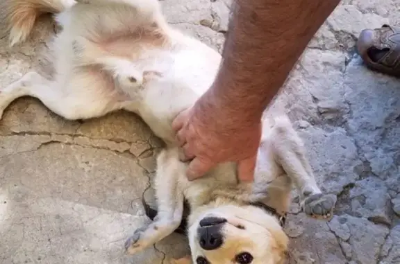 Найдена собака на улице Краснооктябрьская, Майкоп, Республика Адыгея.