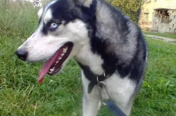 Пропала собака Грей в Костроме