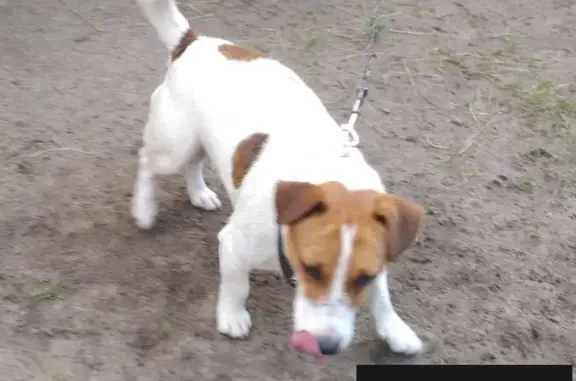 Пропала собака на улице Куратова в Сосногорске