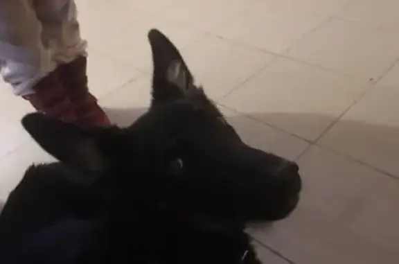 Найдена истощенная собака на Подольской улице