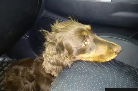 Собака найдена в Селково, Московская область