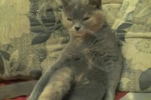 Найдена кошка в Магнитогорске, ищем хозяев