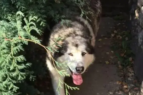 Пропала собака Лайма, деревня Волковичи, вознаграждение гарантируем.