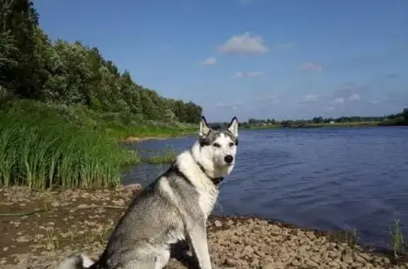 Пропала собака в Великом Новгороде