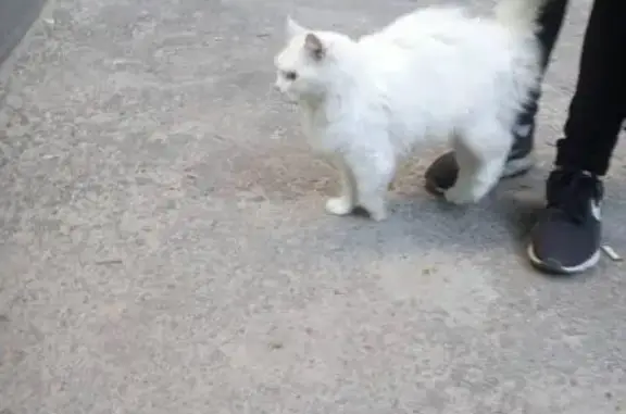 Найдена белая кошка на пр. Труда, Воронеж