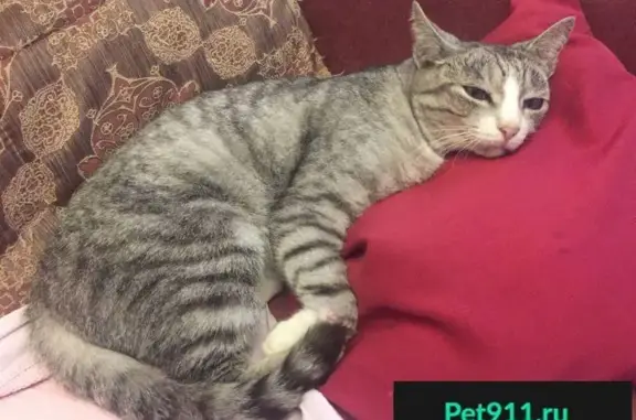 Найден домашний кот с ошейником в Конаковском районе