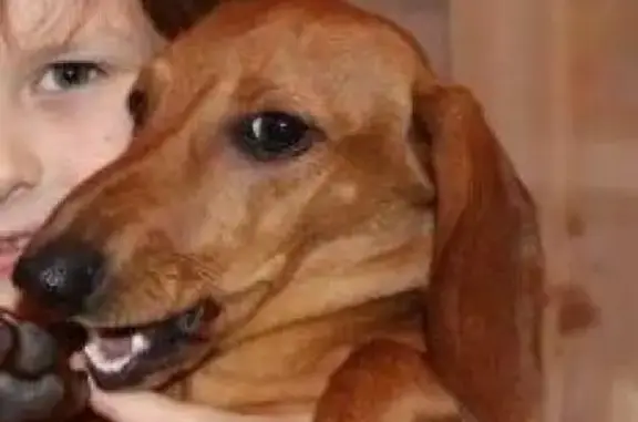 Собаки потеряшки, Ульяновск, фото: Потеряшка собака в селе Арское, Ульяновск