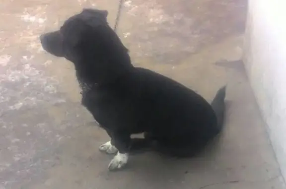 Пропала собака в Дзержинском районе, помогите найти!