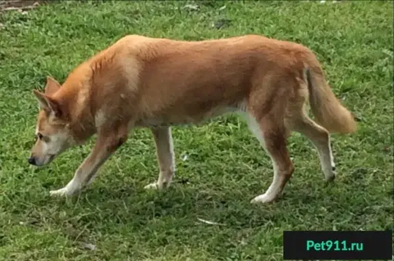 Найдена собака около метро Коньково