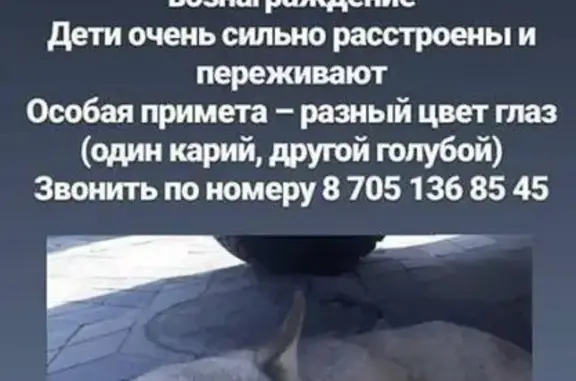 Пропала собака #ПотерянПёс_Талгар, ул. Кунаева, Сибирская хаски с разными цветами глаз.