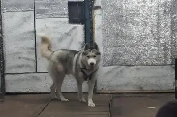 Найден пёс в Ульяновске