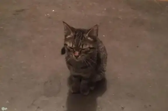 Найден домашний котенок на ул. 40 лет ВЛКСМ