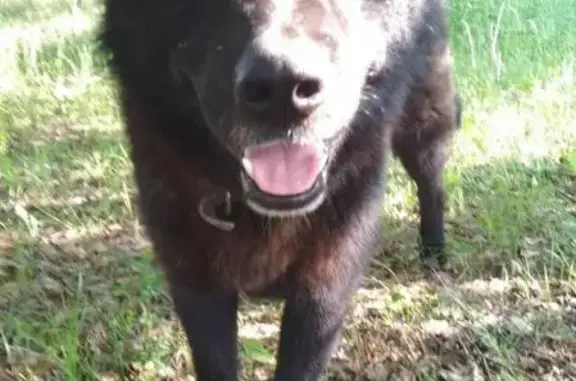 Пропала собака в Рязанской области, деревня Пикчиряево!