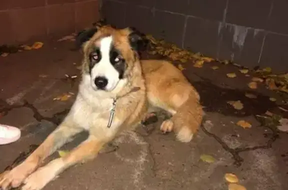 Найдена собака на Южнобутовской в Москве