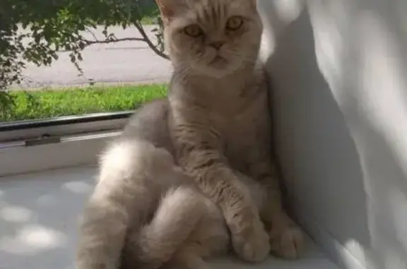 Пропала кошка Лиза в Торжоке, район Чехова