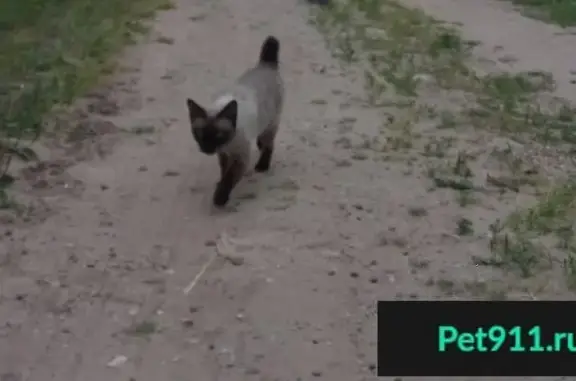 Пропала Сиамская кошка в селе Кичменьга, Вологодская область
