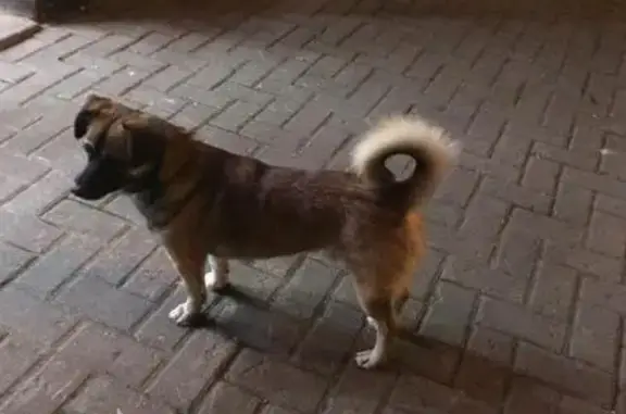 Найдена собака на пр. Советском, ищет хозяина