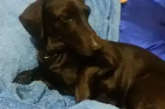 Собаки потеряшки, Денисово, фото: Потеряшка собака Юсси с п. Денисово, Кемеровская область