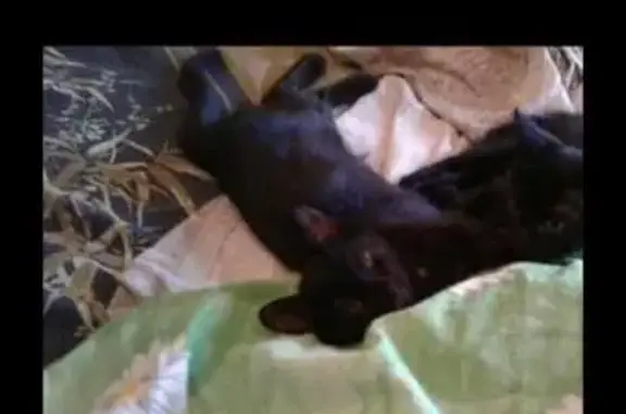 Пропала кошка по адресу Дзержинского 24, отзывается на кличку Чика