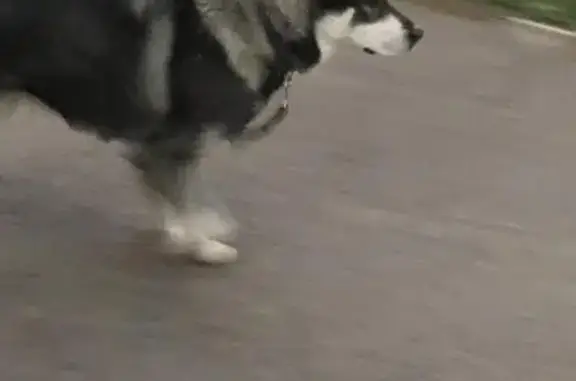 Найдена собака Хаски на Светлогорском переулке, Красноярск
