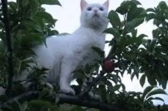 Пропала кошка в Минусинске на улице Пушкина, 20