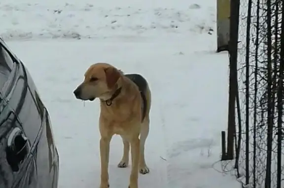 Пропала собака на улице Механизаторов