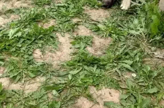 Собаки потеряшки, Кунисниково, фото: Потеряшка собака в Кунисниково, ищем щенка Гром
