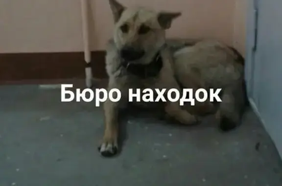 Найдена собака в Архангельске на улице Стрелковая
