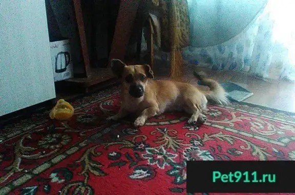 Собаки потеряшки, Новокузнецк, фото: Потеряшка собака в Новокузнецке, Центральный район