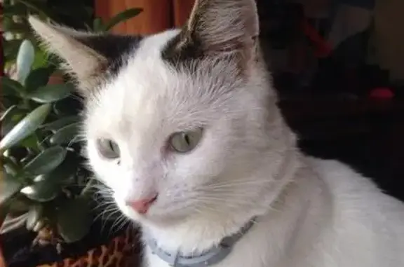 Пропал белый кот с ошейником в Южном Бутово