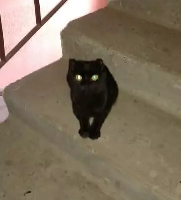 Найден кот в Ступино