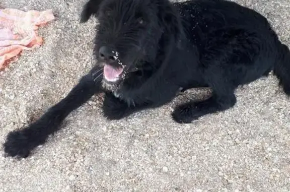 Пропала собака в Керчи: Партос, черный, большой.