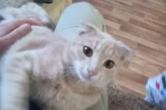 Кошки потеряшки, Алексеевское, фото: Потеряшка кот 