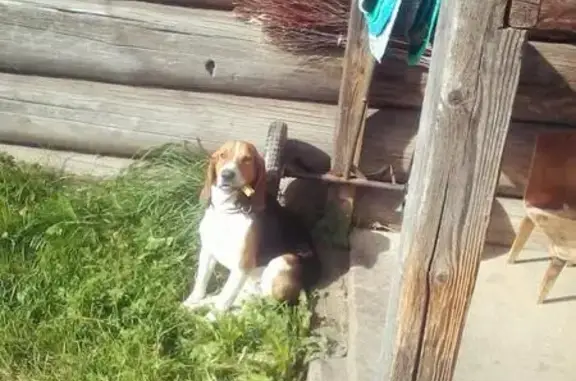 Собаки потеряшки, Горьковская, фото: Потеряшка чистокровная эстонская собака в Сысольском районе