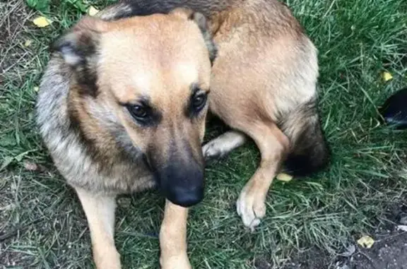 Собака найдена в казанском зооботсаде, возможно потеряшка. Тел. Настя