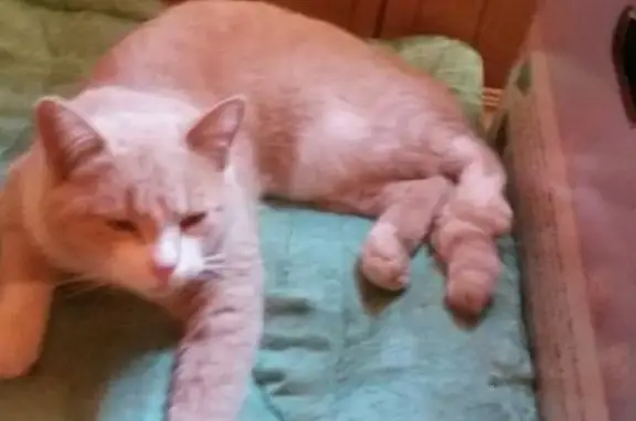 Пропала кошка ПЕРСИК в СНТ Лесные Поляны, Московская область
